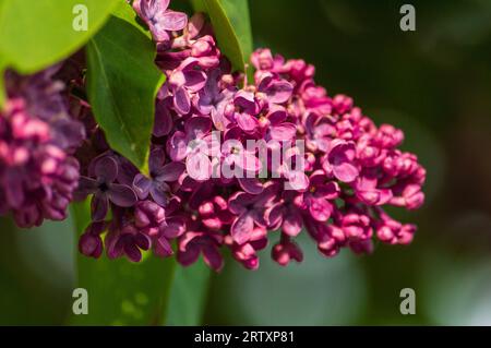 Fiore lilla viola (Syesel vulgaris) Foto Stock