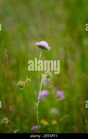 Scabioso campo (Knautia arvensis) sul campo Foto Stock