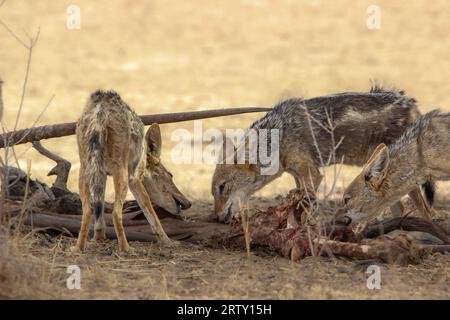 Sciacallo con il sostegno nero che si trova su una carcassa, Kgalagadi, Kalahari, Sud Africa Foto Stock