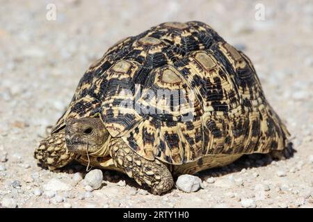 Tartaruga leopardo (Stigmochelys pardalis), Parco transfrontaliero di Kgalagadi, Sudafrica Foto Stock