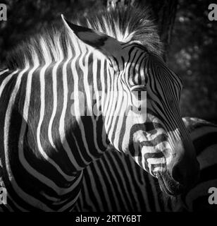 Zoo di Hartmann, Zebra Calgary, Alberta Foto Stock