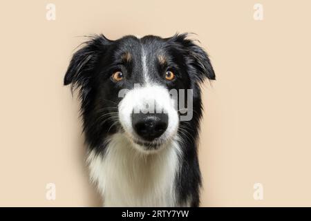 Ritrarre un cane da collie con bordo arrabbiato che fa una faccia divertente. Isolato su sfondo beige. Concetto di stagione autunnale Foto Stock