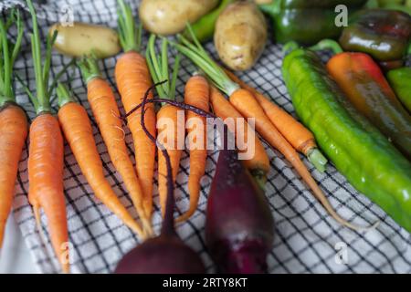 Primo piano delle verdure appena raccolte. Verdure biologiche su un tavolo: Zucchine, barbabietole, peperoni, patate, carote su un asciugamano da asciugare. Raccolto autunnale Foto Stock