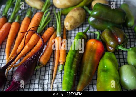 Primo piano delle verdure appena raccolte. Verdure biologiche su un tavolo: Zucchine, barbabietole, peperoni, patate, carote su un asciugamano da asciugare. Raccolto autunnale Foto Stock