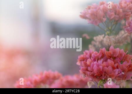 Una foto ravvicinata con un gruppo di fiori di Bougainvillea sullo sfondo di un giardino sfocato. C'è ampio spazio per il testo, ed è incarnato Foto Stock