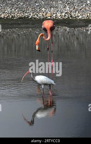 Tampa, Stati Uniti d'America. 13 settembre 2023. Tampa, Stati Uniti d'America. 13 settembre 2023. Un fenicottero rosa selvaggio guarda un giovane ibis bianco americano in una laguna presso la base aeronautica MacDill, il 13 settembre 2023 a Tampa, Florida. Un gregge di uccelli tropicali è stato soffiato da Cuba dall'uragano Idalia alla fine di agosto. Credito: AFC Sterling Sutton/US Air Force Photo/Alamy Live News Foto Stock