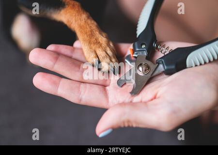 Specialista veterinario che tiene in braccio un cane piccolo, processo di taglio delle unghie di un cane di piccola razza con utensile tagliapunghie, vista ravvicinata della zampa del cane, Foto Stock
