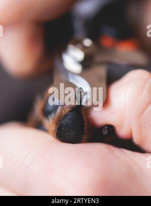 Specialista veterinario che tiene in braccio un cane piccolo, processo di taglio delle unghie di un cane di piccola razza con utensile tagliapunghie, vista ravvicinata della zampa del cane, Foto Stock