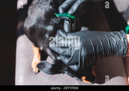 Veterinario specialista tenendo piccolo cane nero e applicando gocce a garrese, medicina da parassiti, zecche, vermi e pulci, giovane cane veterinario curmen Foto Stock