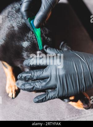 Veterinario specialista tenendo piccolo cane nero e applicando gocce a garrese, medicina da parassiti, zecche, vermi e pulci, giovane cane veterinario curmen Foto Stock