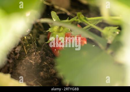 Fragola matura che si nasconde dietro le foglie Foto Stock