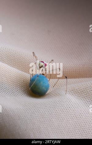 Rosso e bianco ragno a righe di caramelle comune Enoplognatha ovata che guarda il suo uovo blu Foto Stock