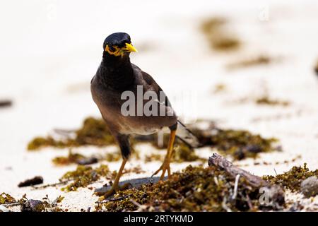 myna comune in posa sulla spiaggia Foto Stock