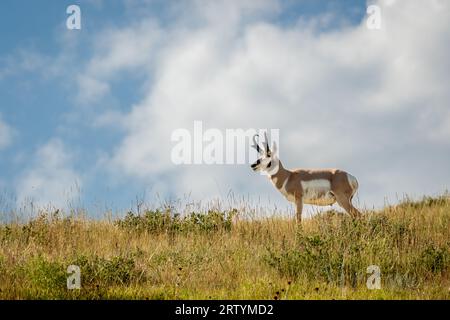 Pronghorn Antelope Buck in piedi su una collina Foto Stock