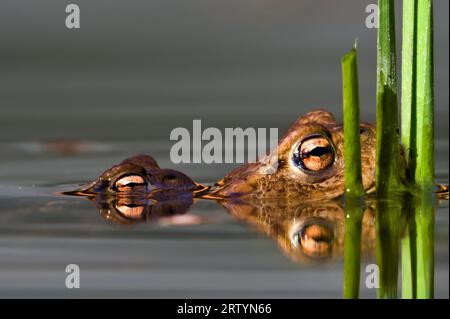 Giunto Bufo Bufo bufo comune. Un paio di enormi rane ceche sulla superficie dello stagno. Dettagli sugli occhi. Tarda estate. Natura della repubblica Ceca. Foto Stock