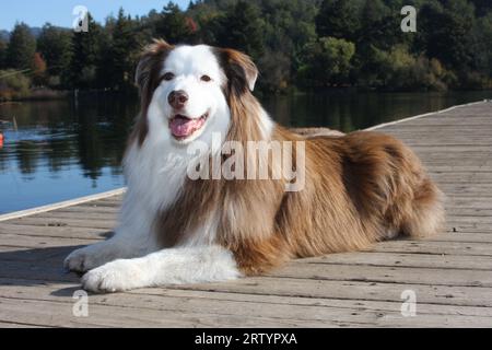 pastore australiano che si trova sul molo del lago con la foresta sullo sfondo Foto Stock