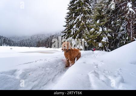 cane sul sentiero nella neve nella foresta Foto Stock