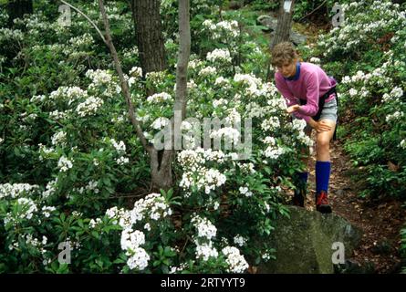 Mountain laurel (Kalmia latifolia), il gigante addormentato del parco statale, Connecticut Foto Stock