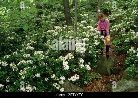 Mountain laurel (Kalmia latifolia), il gigante addormentato del parco statale, Connecticut Foto Stock