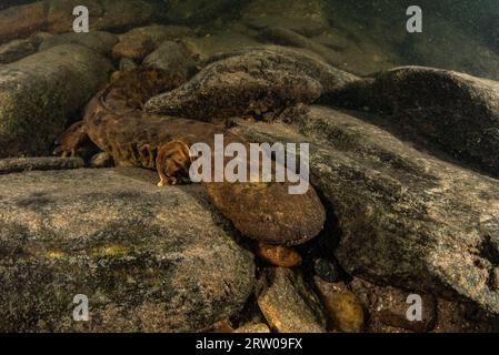 Una salamandra acquatica (Cryptobranchus alleganiensis), il più grande anfibio del Nord America, è una specie che si trova in acque dolci incontaminate. Foto Stock
