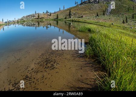 I tadpole del rospo occidentale che studiano nelle basse profondità di un lago montano ad alta quota nella natura selvaggia delle trinity alps nella California settentrionale. Foto Stock