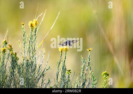 Una lineata Hyles, nota anche come sfinge con fodera bianca alla ricerca di nettare Foto Stock