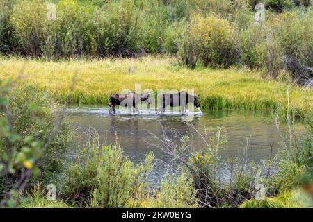 A settembre, si nutrono di alci nel lago San Cristobal vicino a Lake City, Colorado Foto Stock