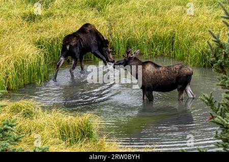 A settembre, si nutrono di alci nel lago San Cristobal vicino a Lake City, Colorado Foto Stock