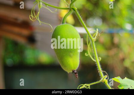 Zucca di cera o chalkumra vegetale biologico, zucca di cera verde biologica negli alberi Foto Stock