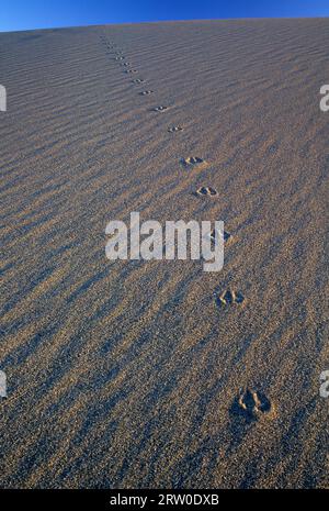 Dune Tracks, Bruneau Dunes state Park, Snake River Birds of Prey National Conservation Area, Idaho Foto Stock