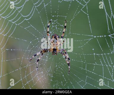 Un ragno arroccato su una delicata ragnatela, sospeso in aria e adornato da scintillanti goccioline d'acqua Foto Stock