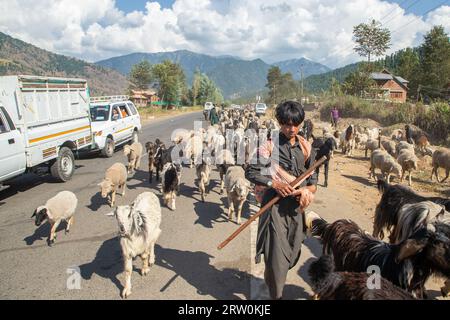 Anantnag, India. 15 settembre 2023. Un ragazzo nomade del Kashmir cammina con il proprio bestiame mentre si dirige verso le pianure più calde prima dell'inverno, nell'area di Kokernag a circa 100 km da Srinagar. Bestiame ogni anno migliaia di famiglie nomadi Bakerwal e Gujjar viaggiano nei prati ad alta quota del Kashmir e vi soggiornano per i mesi estivi per pascolare il bestiame. Tornano nelle pianure più calde prima dell'inverno di ottobre. (Foto di Faisal Bashir/SOPA Images/Sipa USA) credito: SIPA USA/Alamy Live News Foto Stock