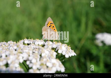 Rame piccolo (Lycaena phlaeas), farfalla, insetti, ali chiuse, yarrow, pianta, natura, la piccola farfalla fuoco siede su una freccia con ali piegate Foto Stock