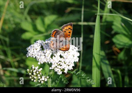 Piccolo rame (Lycaena phlaeas), farfalla, arancio, rosso, ali, yarrows (Achillea), pianta, natura, la piccola farfalla fuoco siede con le ali aperte Foto Stock