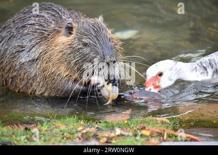 Una nutria (Myocastor coypus) si apre e mangia una cozza d'acqua dolce, un'anatra muscovy (Cairina moschata) cerca di afferrare un pezzo, Buenos Aires, Argentina Foto Stock