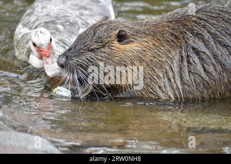 Una nutria (Myocastor coypus) si apre e mangia una cozza d'acqua dolce, un'anatra muscovy (Cairina moschata) cerca di afferrare un pezzo, Buenos Aires, Argentina Foto Stock