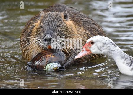 Una nutria (Myocastor coypus) si apre e mangia una cozza d'acqua dolce, un'anatra muscovy (Cairina moschata) cerca di afferrare un pezzo, Buenos Aires, Argentina Foto Stock