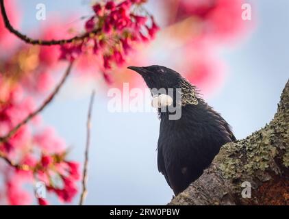 Uccello TUI appollaiato su rami di alberi con uno sfondo rosa sfocato in fiore. Foto Stock