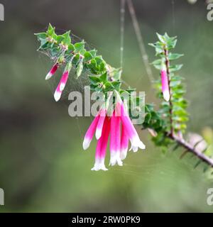 Fiori della ricca brughiera Australe fiorita o brughiera della fucsia (Epacris longiflora) a Manly, Sydney, Australia Foto Stock