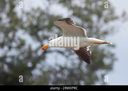 Gull del Pacifico (Larus pacificus) in volo sulla riva del lago King a Lakes Entrance, Victoria, Australia Foto Stock