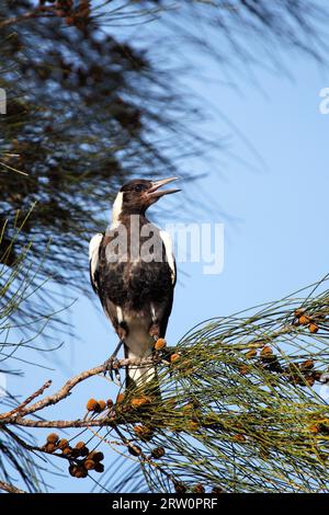 Magpie australiane (Gymnorhina tibicen) sedute su un albero e cantate a Batemans Bay, Australia Foto Stock