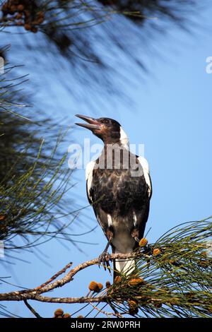 Magpie australiane (Gymnorhina tibicen) sedute su un albero e cantate a Batemans Bay, Australia Foto Stock