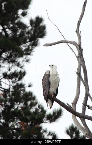 L'aquila di mare con le decorazioni bianche (Haliaeetus leucogaster) si trova su un albero sulla riva del lago King in Lakes Entrance, Victoria, Australia Foto Stock