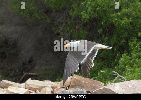 Gull del Pacifico (Larus pacificus) in volo sulla riva del lago King a Lakes Entrance, Victoria, Australia Foto Stock