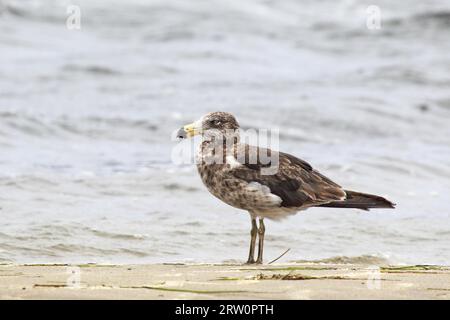 Giovani gabbiano del pacifico (Larus pacificus) sulle rive del lago King in Lakes Entrance, Victoria, Australia Foto Stock