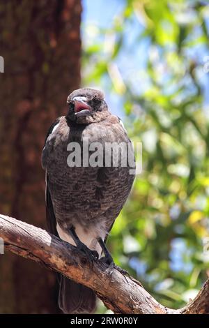 Giovane magpie australiana (Gymnorhina tibicen) seduto su un ramo e cantando sull'isola Raymond a Lake King, Victoria, Australia Foto Stock