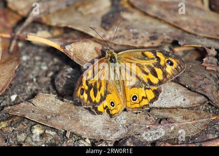 Common Brown (Heteronympha merope) a Phillip Island, Victoria, Australia Foto Stock