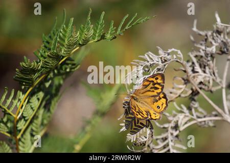 Common Brown (Heteronympha merope) a Phillip Island, Victoria, Australia Foto Stock