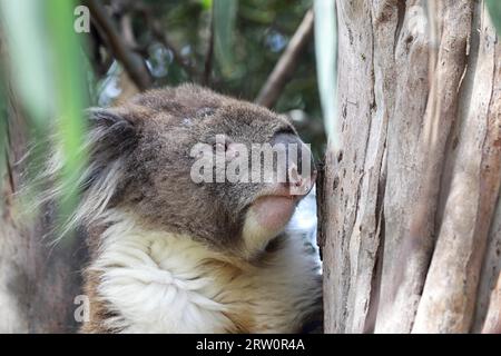 Koala (Phascolarctos cinereus) seduto in un albero di eucalipto al fiume Kennett sulla Great Ocean Road a Victoria, Australia Foto Stock