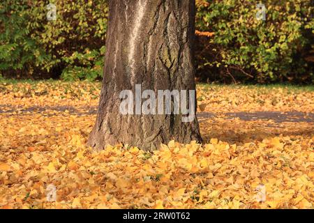 Albero di Ginkgo con foglie cadute, dettaglio Foto Stock